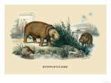 Hyppopotame Print by E.f. Noel