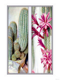 Cactus and Flower Posters