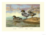 Falcated Teal Ducks Plakater av Allan Brooks
