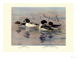 Golden-Eye and Barrow's Golden-Eye Ducks Plakater av Allan Brooks