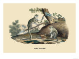 Singes Monkeys Prints by E.f. Noel
