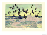 Eiders Poster by Frank Weston Benson