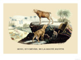 Bouc et Chevre de la Haute Egypte Prints by E.f. Noel