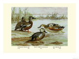 Three Types of Shoveller Ducks Plakater av Allan Brooks
