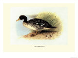 Salvadori's Duck Prints by Henrick Gronvold