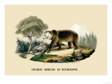 Ours Brun d'Europe Prints by E.f. Noel