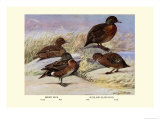 Brown and Auckland Ducks Posters by Louis Agassiz Fuertes