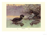 Musk Duck Print by Allan Brooks