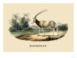 Algazelle Poster von E.f. Noel