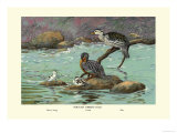 Peruvian Torrent Duck Prints by Allan Brooks