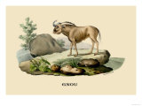 Gnou Prints by E.f. Noel