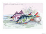 Common Perch and Common Bass Posters by Robert Hamilton