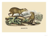 Agouti Posters by E.f. Noel