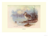 Cape Teal Prints by Allan Brooks