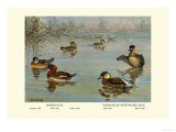 Masked and Madagascan Ducks Posters by Allan Brooks