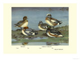 Widgeon Ducks Prints by Allan Brooks