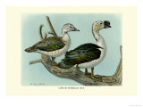 Knob-Billed Ducks Prints by Louis Agassiz Fuertes