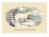 Ours Blanc de la Mer Glaciale Posters by E.f. Noel