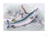The Pike Posters by Robert Hamilton