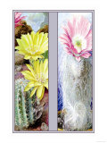 Flower, Cactus, and Flower Prints