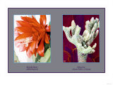 Epiphyllum Ackermarnii Poster