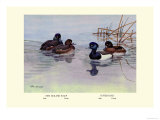 New Zealand Scaup and Tufted Ducks Posters by Allan Brooks