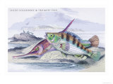 Tagos Goldsinny and Trumpet Fish Posters by Robert Hamilton