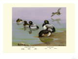 Scaup Duck Poster av Allan Brooks