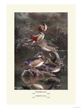 Mandarin and Carolina Ducks Posters by Allan Brooks