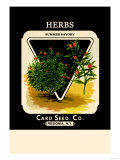 Herbs: Summer Savory Prints