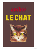Ambre le Chat Photo