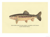 The Golden Trout of Soda Creek Posters by H.h. Leonard