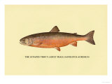 The Sunapee Trout Prints by H.h. Leonard