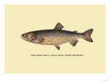 The Tahoe Trout Posters by H.h. Leonard