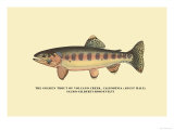 The Golden Trout of Volcano Creek Prints by H.h. Leonard