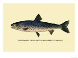The Rangeley Trout Posters by H.h. Leonard