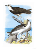 The Fish Hawk Poster by Theodore Jasper
