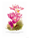 Colchicum Giganteum: C. Sibthorpii C. Bivonoe Superbum Photo by H.g. Moon
