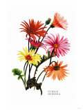 Hybrid Gerbera Posters