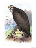 Sea Eagle Posters by Theodore Jasper