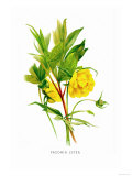 Paeonia Lutea Prints by H.g. Moon