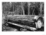 Fallen Old Growth Print by Clark Kinsey