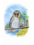 The Barred Owl Posters by Theodore Jasper