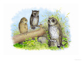 Short-Eared Owl and Screech Owl Posters by Theodore Jasper