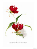 Gloriosa Rothschildiana Posters by H.g. Moon