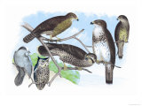 Owls, Buzzards, and Peregrine Falcon Photo by Theodore Jasper