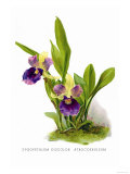 Zygopetalum Discolor Atrocoeruleum Posters by H.g. Moon