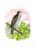 The Black-Cap Hawk Posters by Theodore Jasper