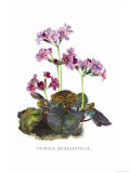 Primula Megasaefolia Posters by H.g. Moon