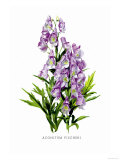 Aconitum Fischeri Photo by H.g. Moon